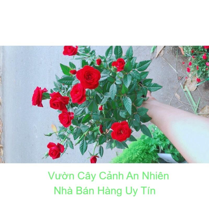 Hoa Hồng Đỏ Nhiều Bông