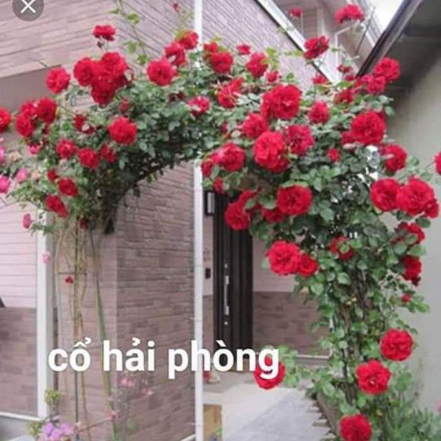 10 cây hồng rễ trần