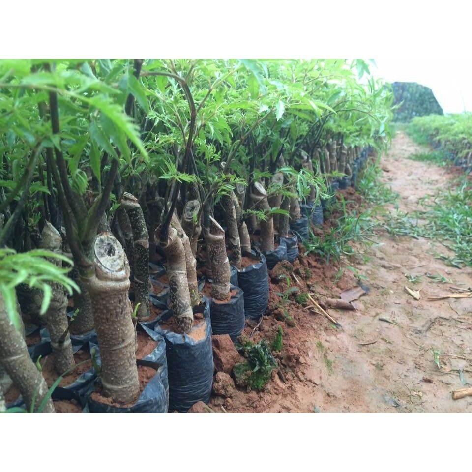 Combo 10 cây đinh lăng giống