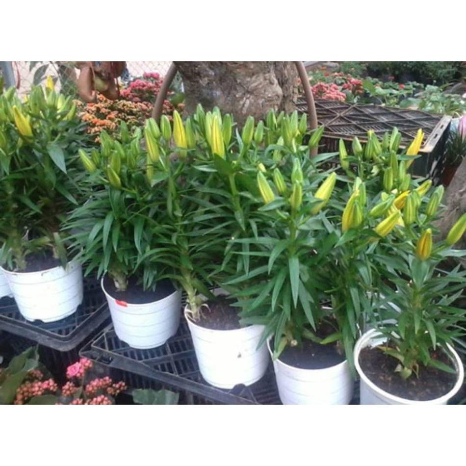 5 củ giống hoa ly lùn hoa màu vàng