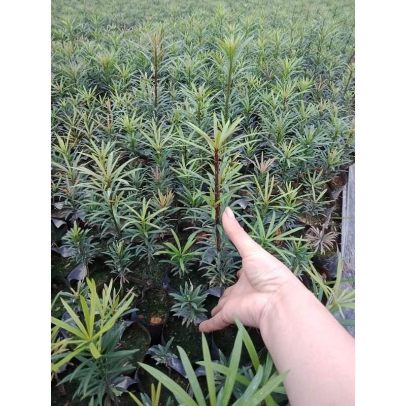 CÂY GIỐNG TÙNG LA HÁN