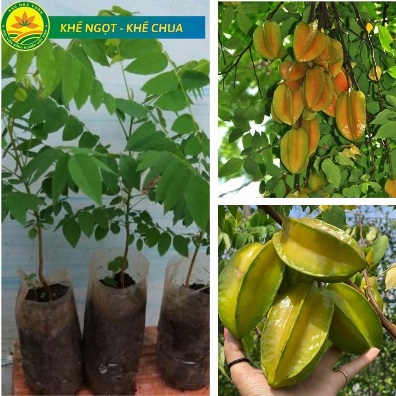 Cây giống khế ngọt - khế chua siêu quả hàng chuẩn F1, năng suất cao, mọng nước