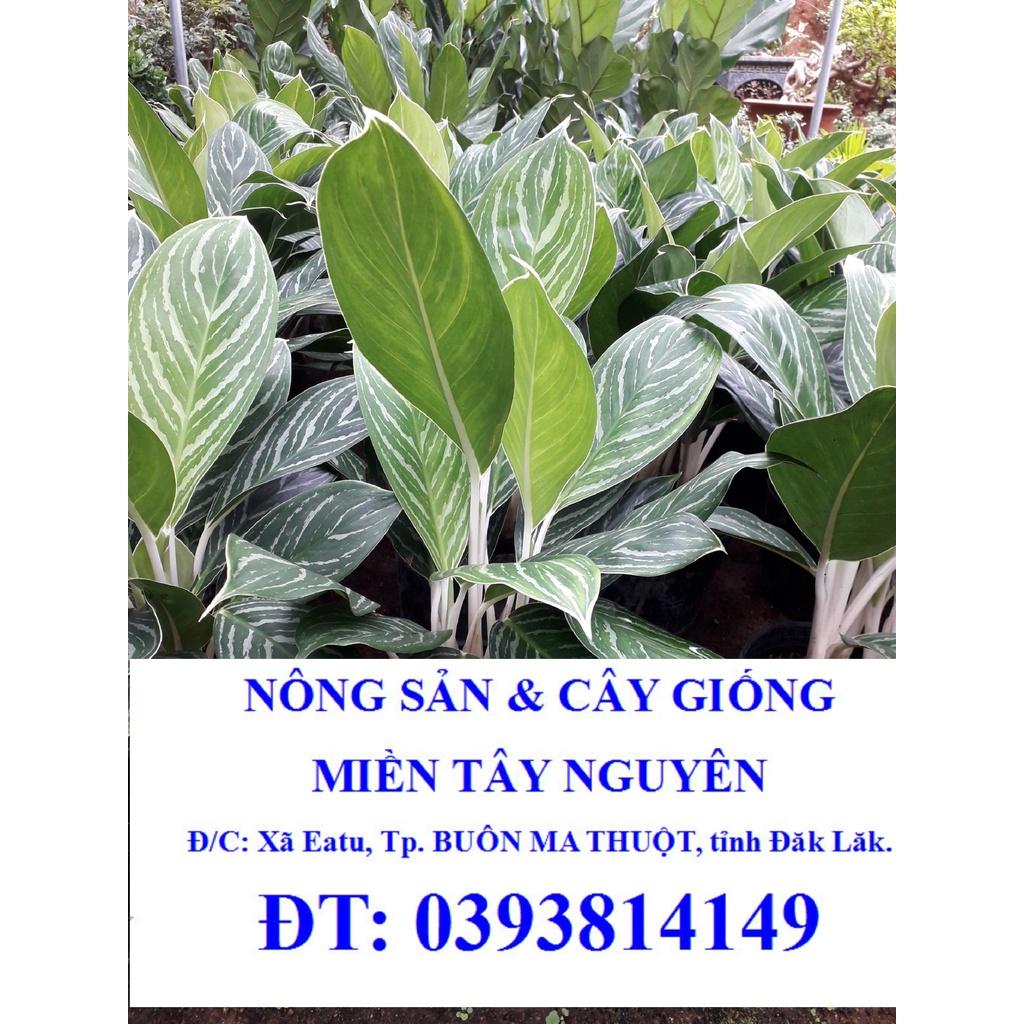 CÂY OAI HÙNG *
