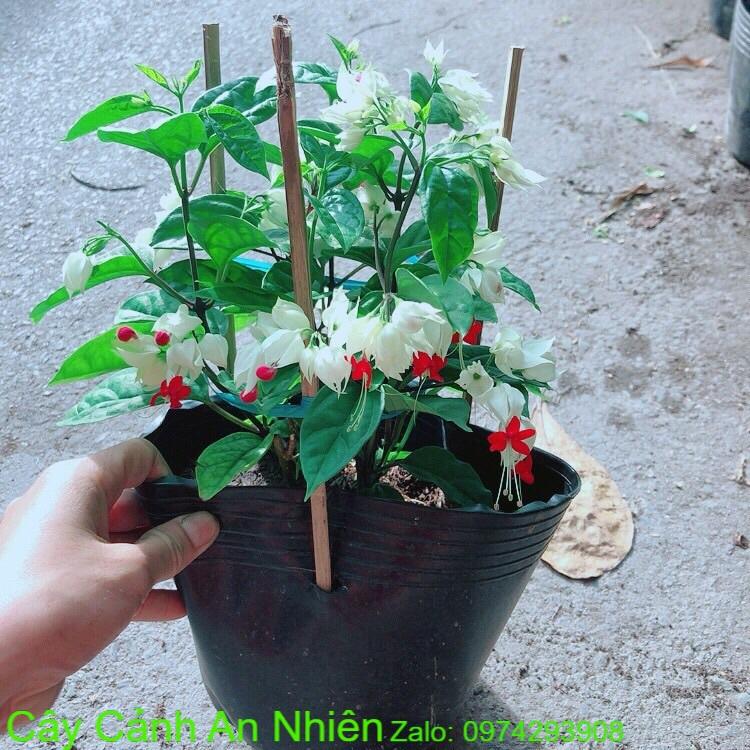Hoa Ngọc Nữ
