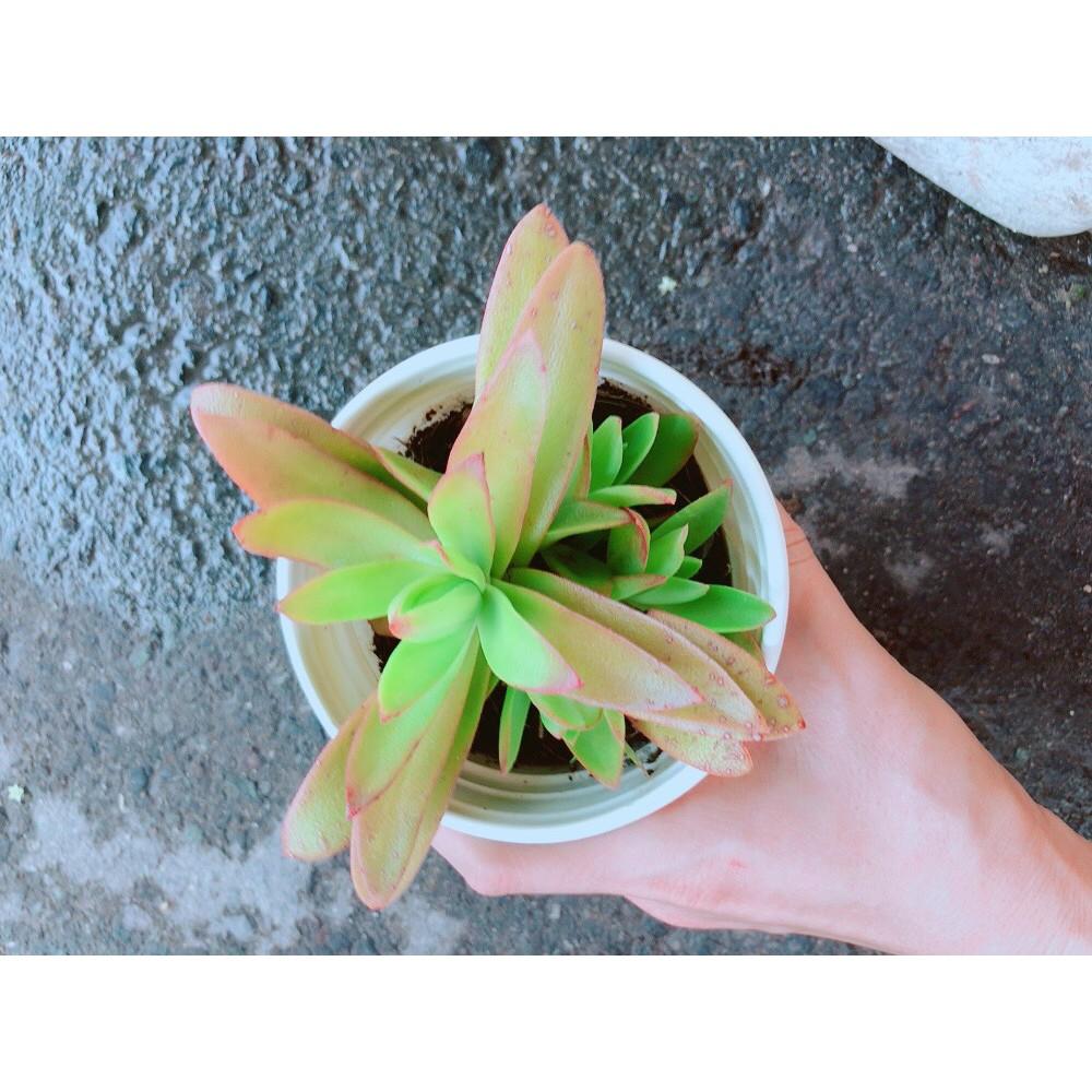 Sen Đá Tứ Phương