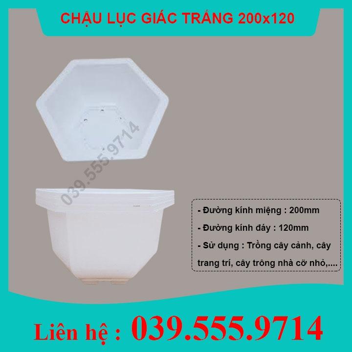10 Chậu Nhựa Lục Giác Trồng Hoa, Cây Cảnh Bonsai 200x120 - Màu Trắng
