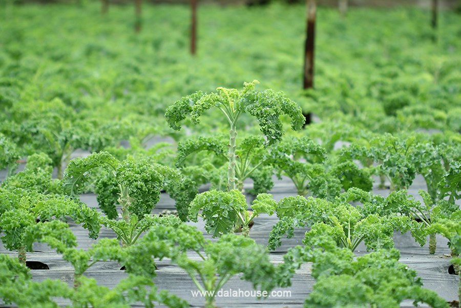Bột cải xoăn hữu cơ sấy lạnh Dalahouse - Hộp 20 gói 3gr tiện lợi - Đào thải độc tố, chống ô xy hóa, bổ sung can xi hữu cơ cho cơ thể