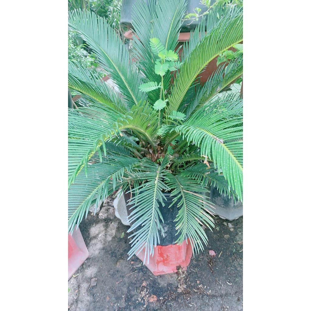 Cây Vạn Tuế Lớn