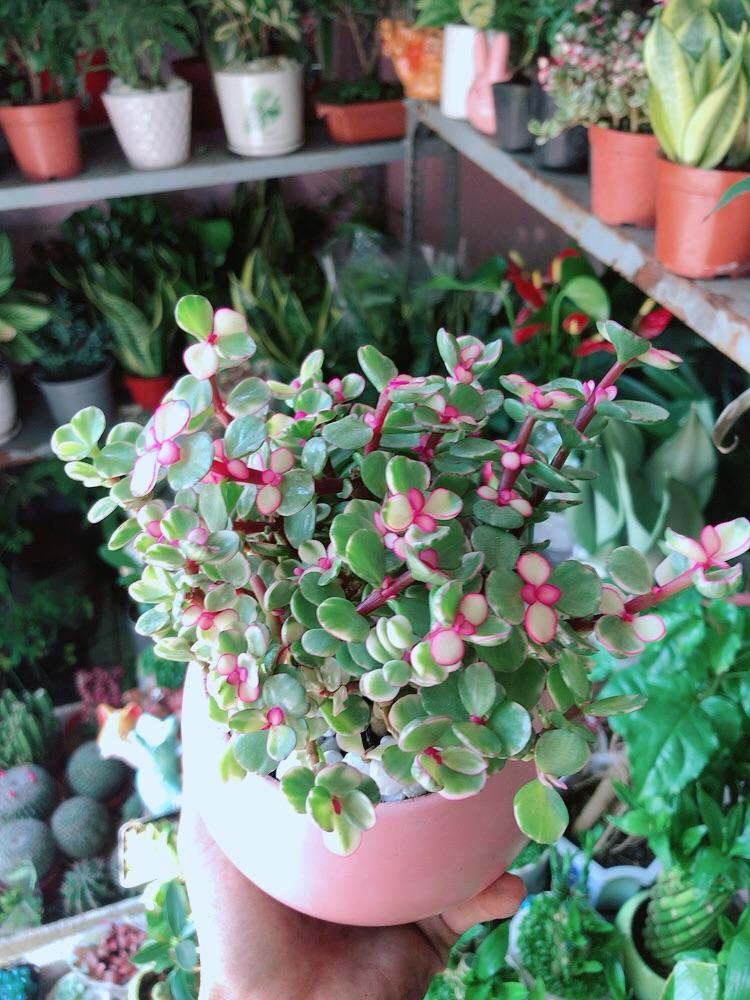 Chậu Cây Cành Vàng Lá Ngọc