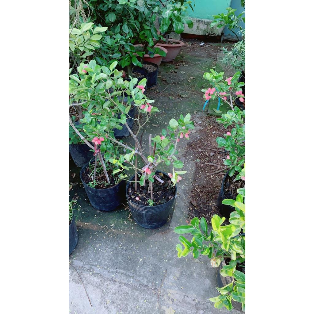 Cây Siro có sẵn quả