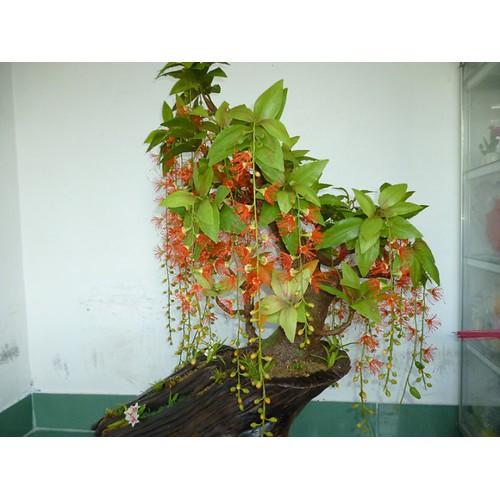CÂY GIỐNG CÂY LỘC VỪNG-CÂY PHONG THỦY TÀI LỘC - CGCL