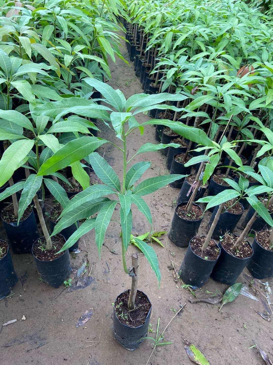 XOÀI CÁT HÒA LỘC TRỒNG CHẬU