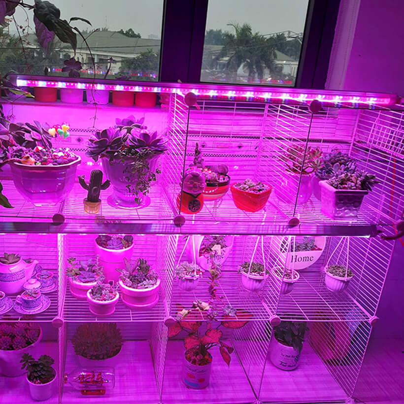 Combo 2 Đèn LED Trồng Cây và Rau Thủy Canh Trong Nhà Kính với anh sáng tím hồng giúp cây trồng và rau trong nhà phát triển nhanh