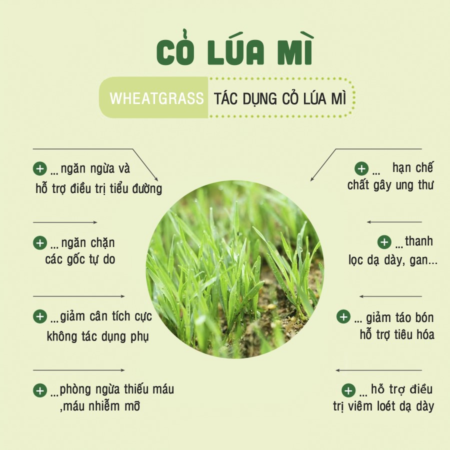 Lon Bột cỏ lúa mì nguyên chất Dalahouse 150g - Detox hoàn toàn tự nhiên