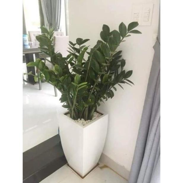 Sản phẩm CÂY KIM TIỀN