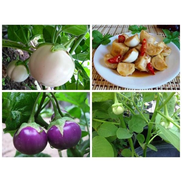 Hạt giống Cà pháo Trắng F1 cao sản .