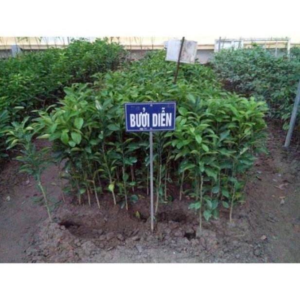 Cây bưởi diễn quả ngon ngọt
