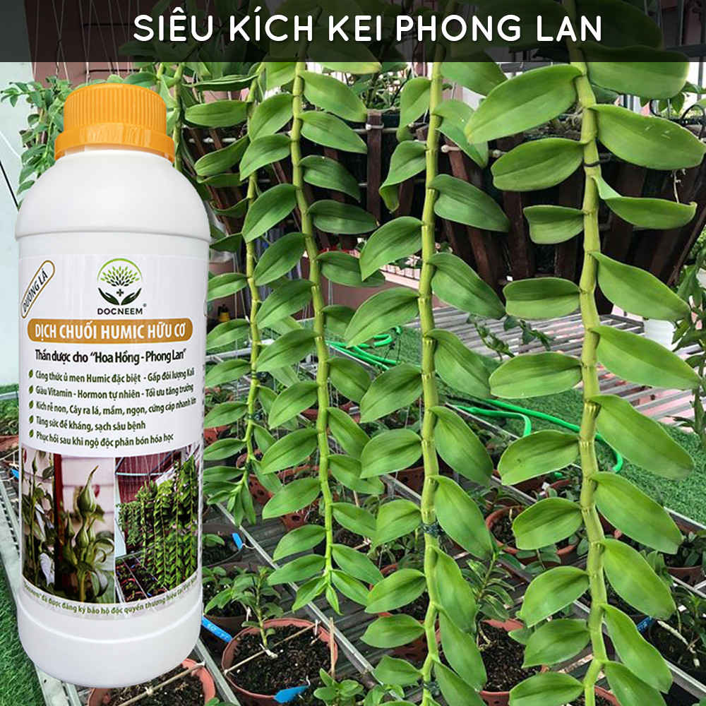 Combo Phân bón toàn diện Đậu tương Humic, Dịch chuối, Kích Hoa (3 lít), thương hiệu Docneem, cung cấp dinh dưỡng chuyên biệt cho từng giai đoạn phát triển của cây kiểng, hoa hồng, hoa lan, nguồn gốc hữu cơ, an toàn dễ sử dụng