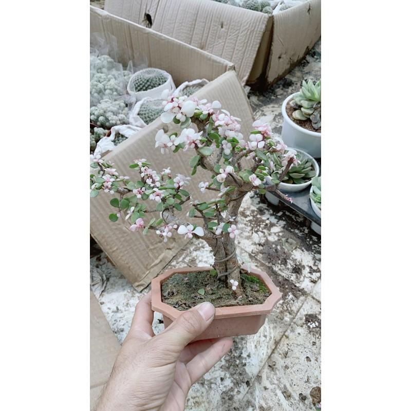 Cành Vàng Lá Ngọc