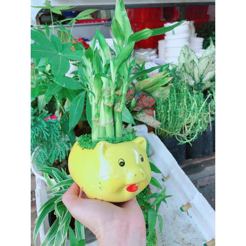 Chúc phát tài heo vàng để bàn