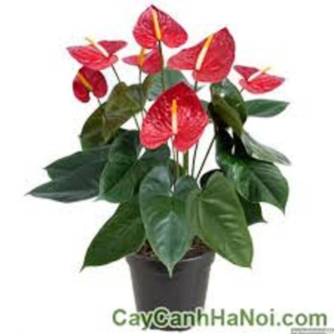 Chậu cây hồng môn MÀU HỒNG CÁNH SEN