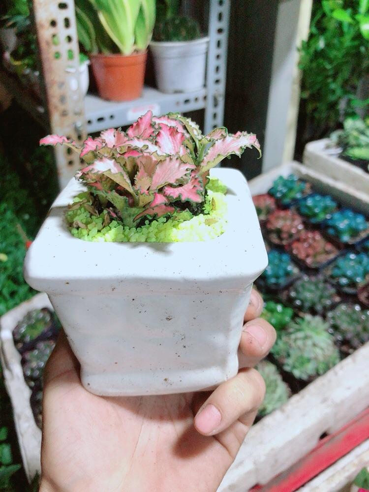 Chậu Cây Lá May Mắn Màu Hồng