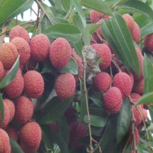 Sản phẩm Cây vải thiều giống