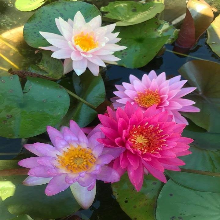 Combo 3 củ hoa súng thái mini đủ màu
