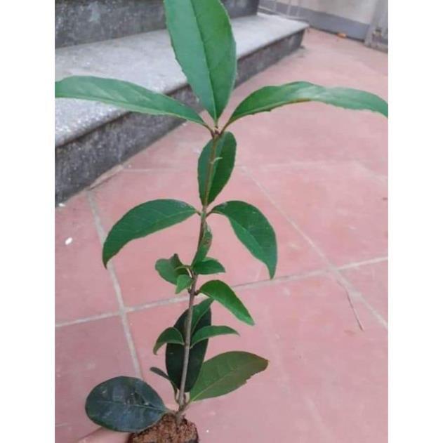 Cây giống Mộc hương