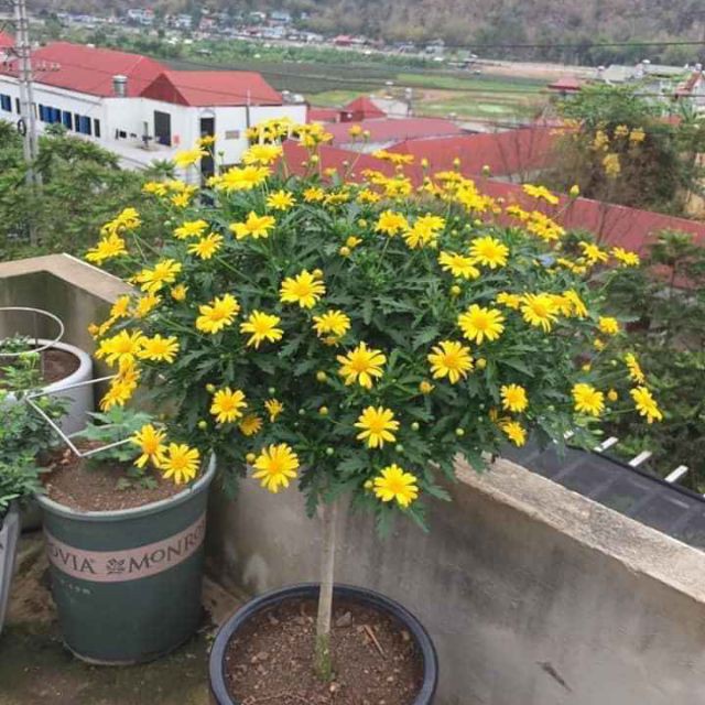 Cây cúc thân gỗ dáng TREE đang sẵn hoa nhiều nụ, cây lâu năm dễ trồng