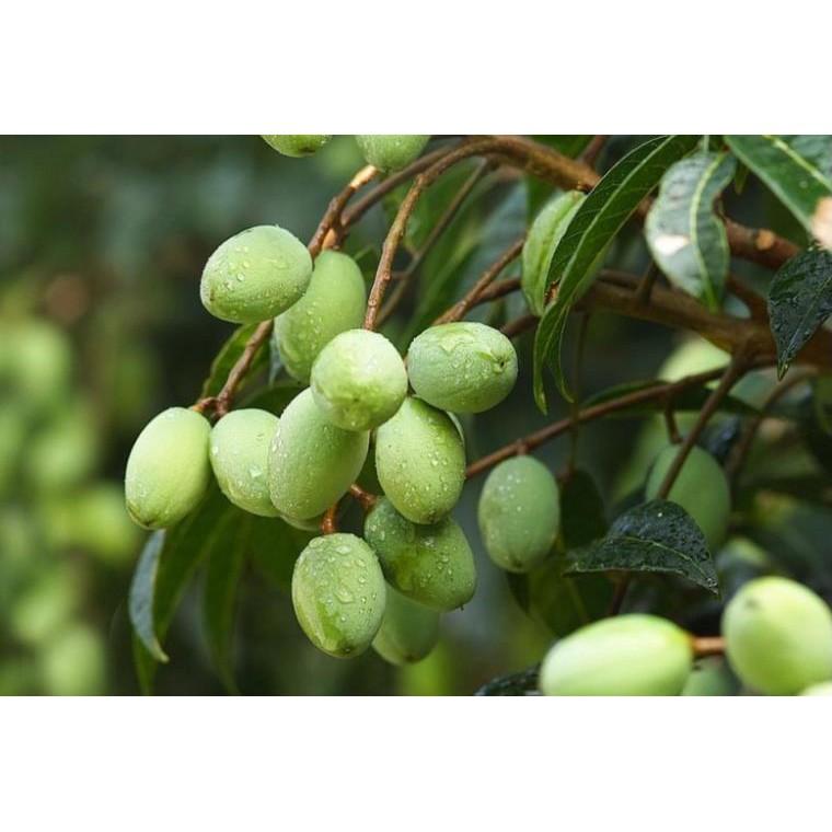 Cây giống TRÁM TRẮNG ghép - Cây giống chuẩn F1