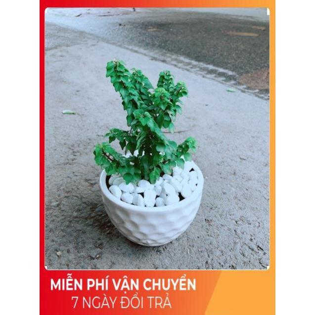 Chậu Cây Vân Sam