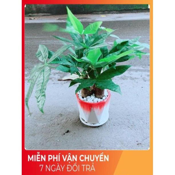 Chậu Kim Ngân 3 Thân Lớn