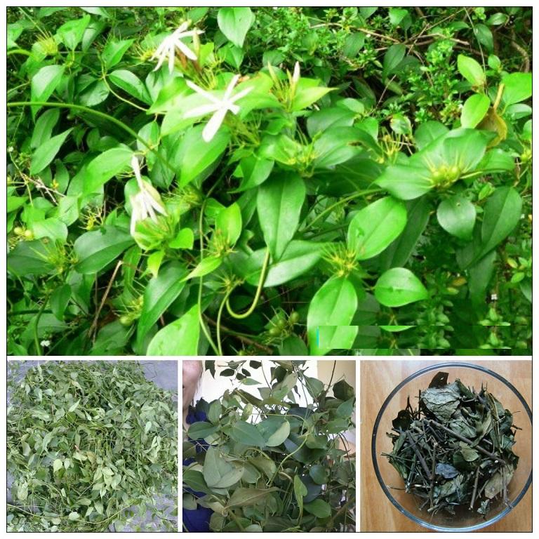 Cây chè vằng sẻ - Tốt cho phụ nữ sau sinh giảm cân và lợi sữa - Chè vằng lá nhỏ khô hữu cơ 1kg