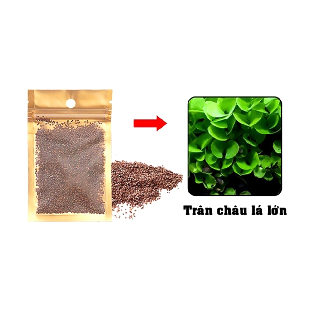 Hạt giống thủy sinh trân châu ngọc trai lá nhỏ, lá to cỏ thực vật bể cá