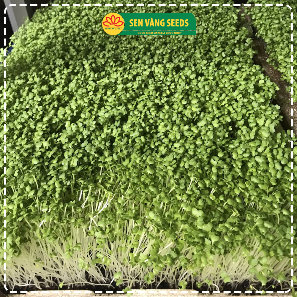 Hạt Giống Rau Mầm Củ Cải Trắng (Size Trung) - Nhập khẩu New Zealand, nảy mầm &gt;95%, siêu năng suất - HẠT GIỐNG SEN VÀNG