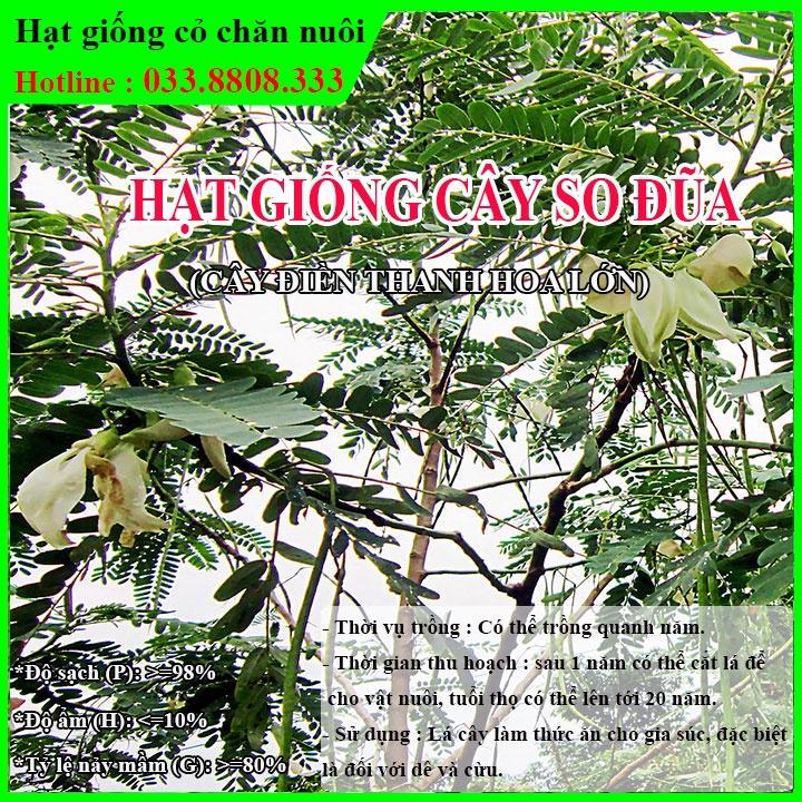 Hạt Giống Cây So Đũa – Điền Thanh Hoa Lớn - Giống Cỏ Chăn Nuôi - Hạt Giống Cỏ Chăn Nuôi động vật
