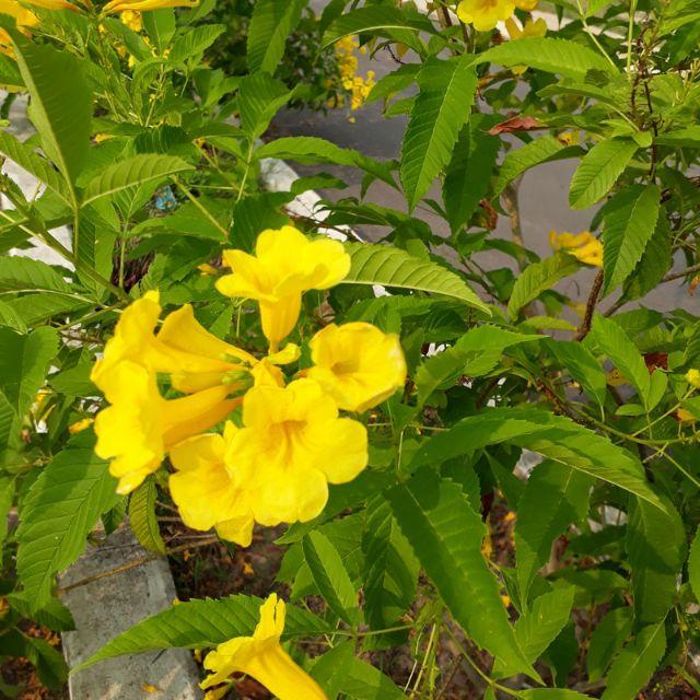 Hoa chuông vàng giống leo dậu