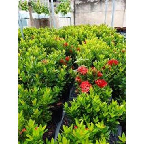 Hoa mẫu đơn bỉ- màu đỏ