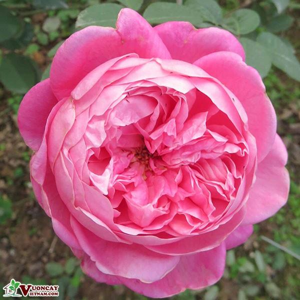 Hoa hồng SaPa nguyên bản- bầu to cây lớn trưởng thành