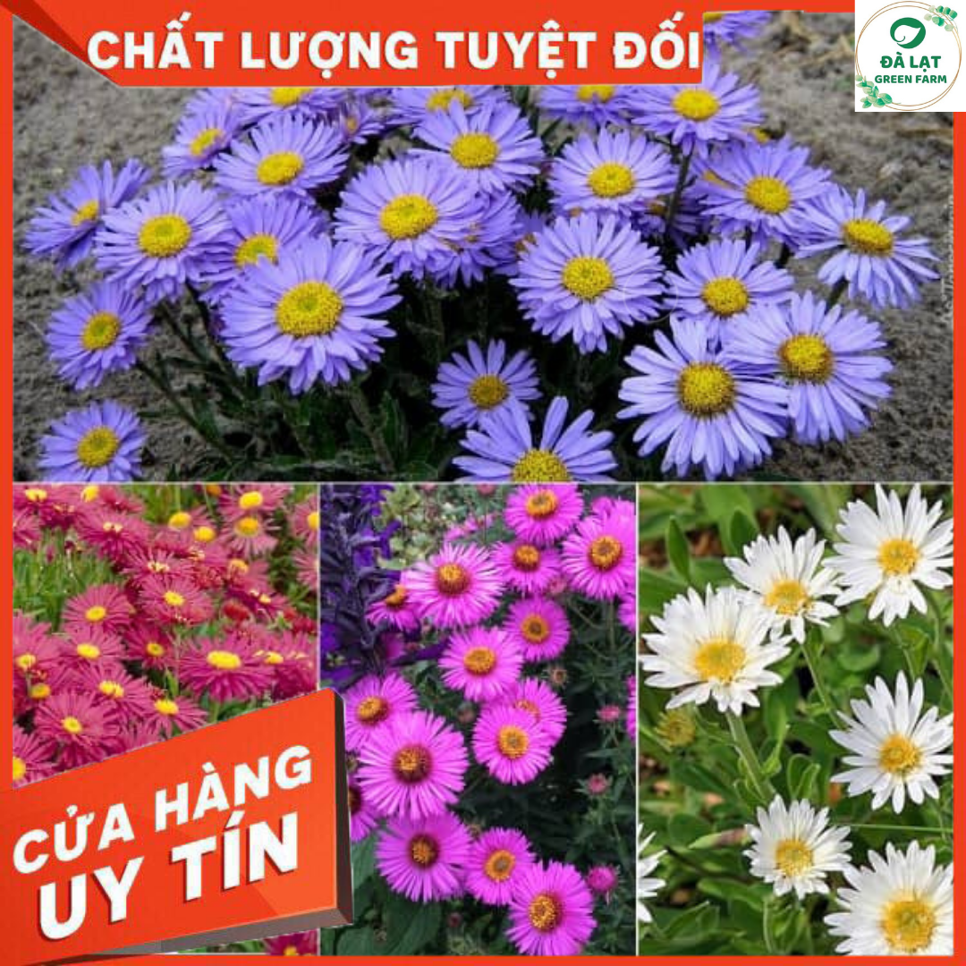 50H - HẠT GIỐNG HOA THẠCH THẢO MIX