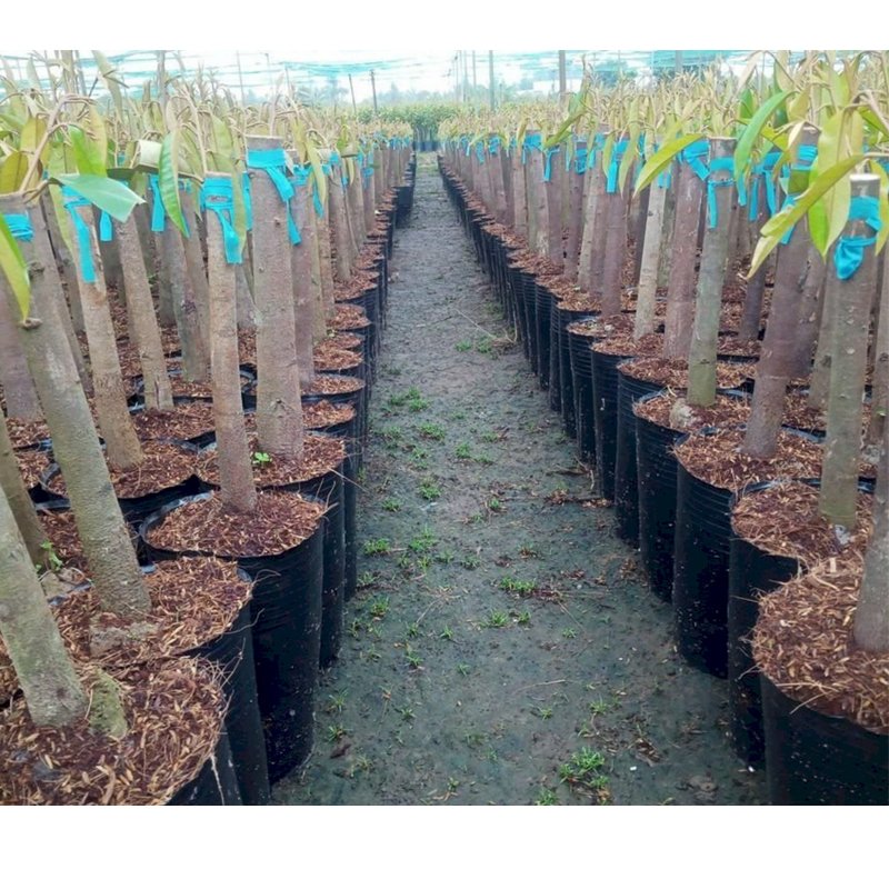 10 Cái - Chậu CSR 30x21cm nhựa PE dẻo trồng cây giống bền trên 10 năm-77124