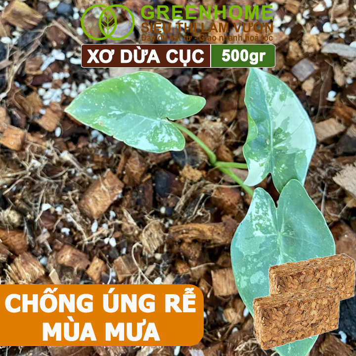 Xơ Dừa Cục Greenhome, Viên 500gr, Sơ Dừa Nén, Nở Gấp 5 Lần, Kích Thích Rễ, Thoát Nước Tốt Giá Thể Kiểng Lá, Phong Lan