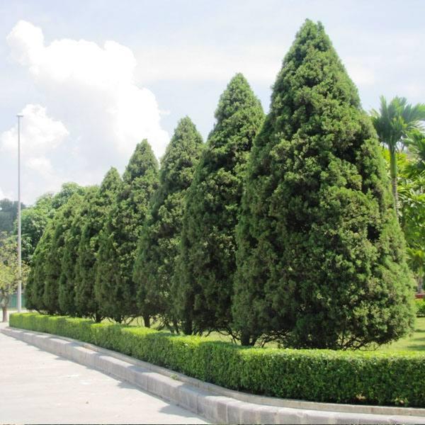 CÂY TÙNG THÁP LÙN BONSAI - cây nhỏ