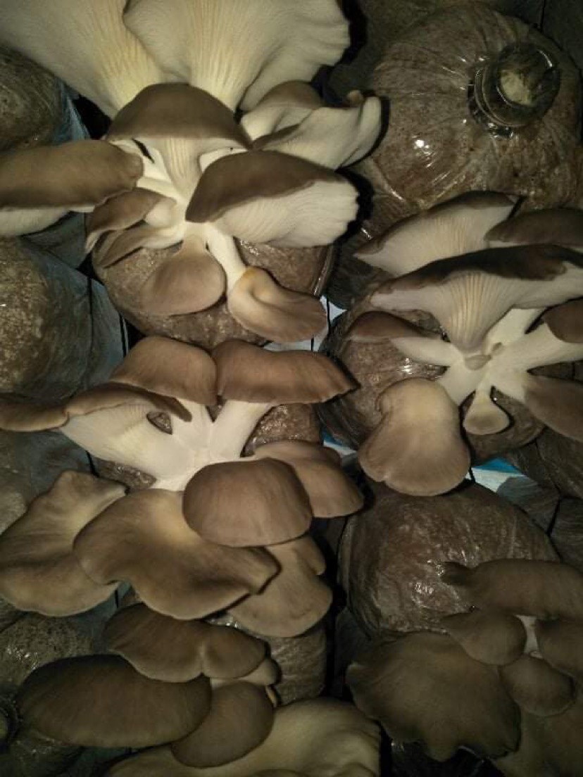 Combo 10 Phôi Nấm Bào Ngư Xám