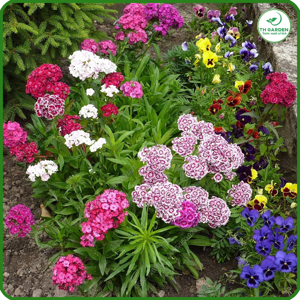 Hạt Giống Hoa Cẩm Chướng Chùm Mix Nhiều Màu TH Garden - Hạt Giống Dễ Trồng Dễ Chăm Sóc, Hoa Thơm, Bền Màu, Lâu Tàn