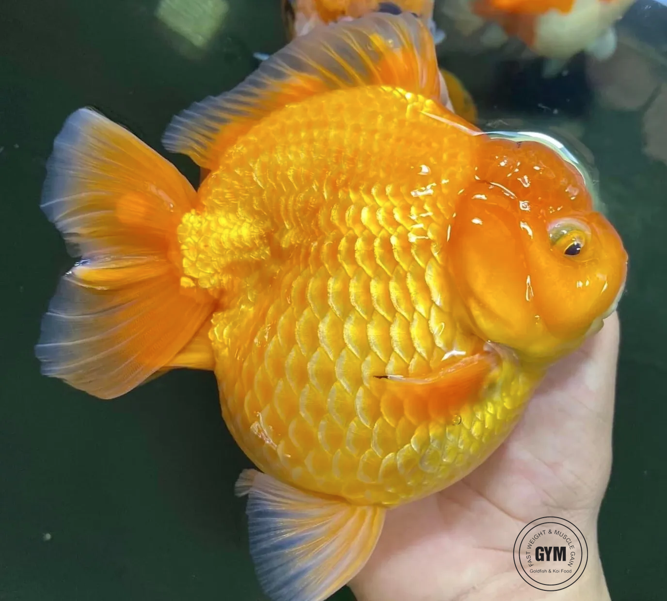 Cám cá Oranda GYM  - Thức ăn cho cá vàng loại nổi và chìm. Cá lớn nhanh - Đậm màu - Cơ bắp săn chắc