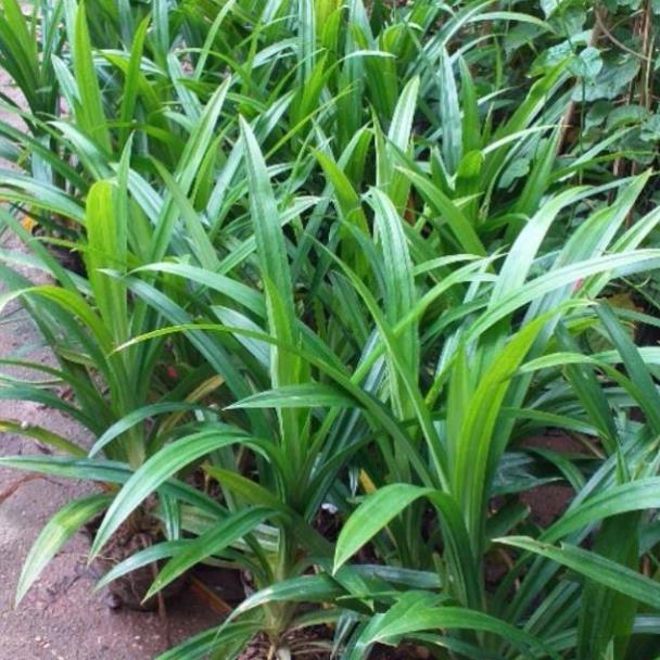 Cây lá dứa thơm