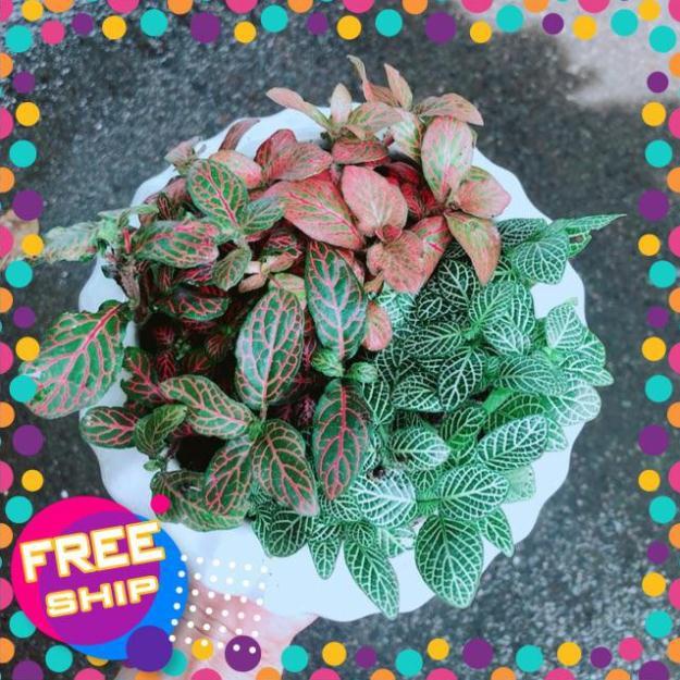 Chậu Cây Cẩm Nhung Mix Đủ Màu