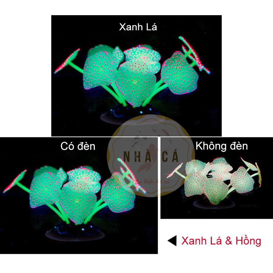 HẢI QUỲ DẠ QUANG - PHỤ KIỆN TRANG TRÍ HỒ NƯỚC MẶN - HỒ CÁ CẢNH - THỦY SINH